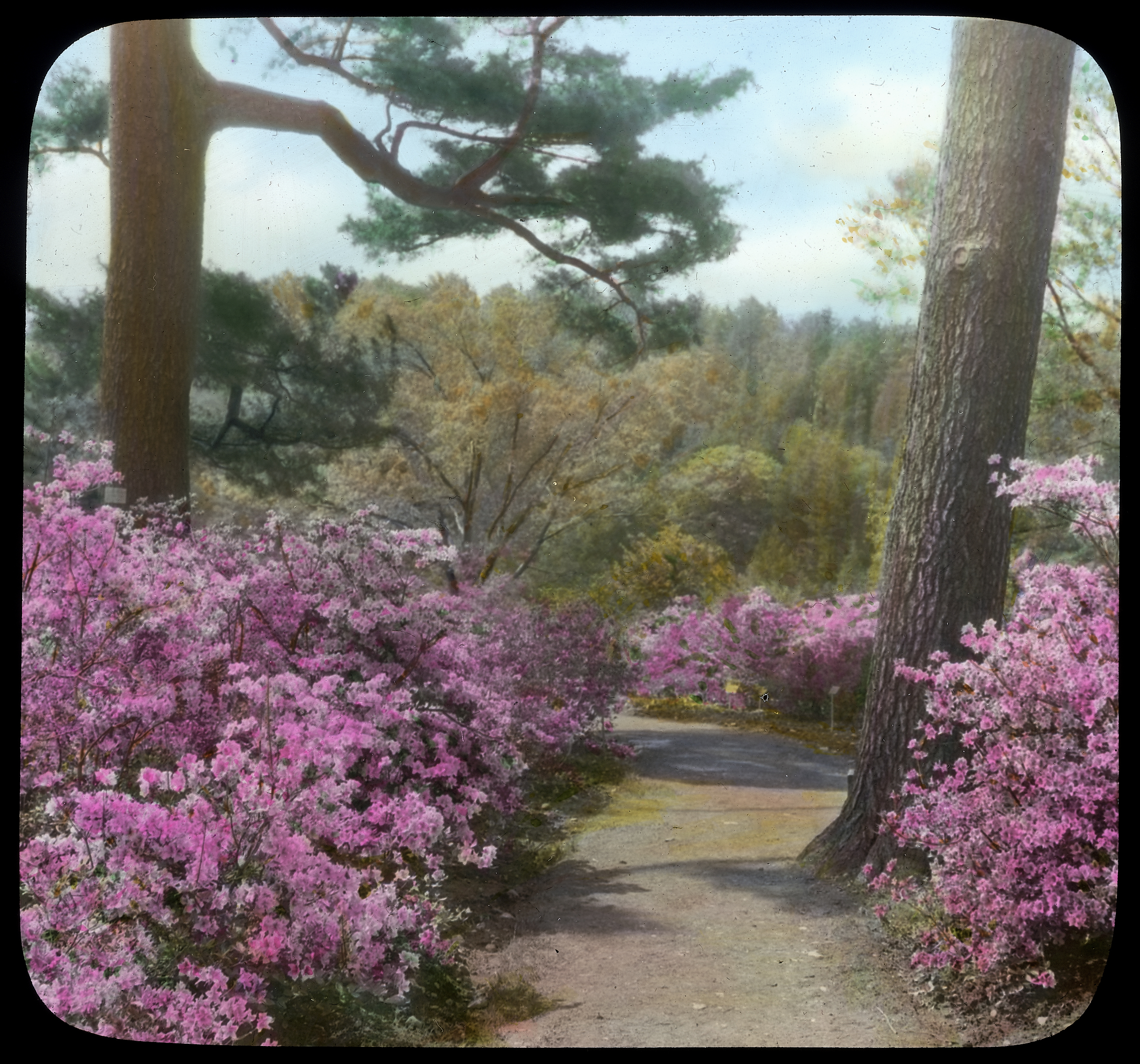 Azalea Path with Torch Azaleas (Rhododendron kaempferi) and Eastern White Pine (Pinus strobus) trunks, May 1928.