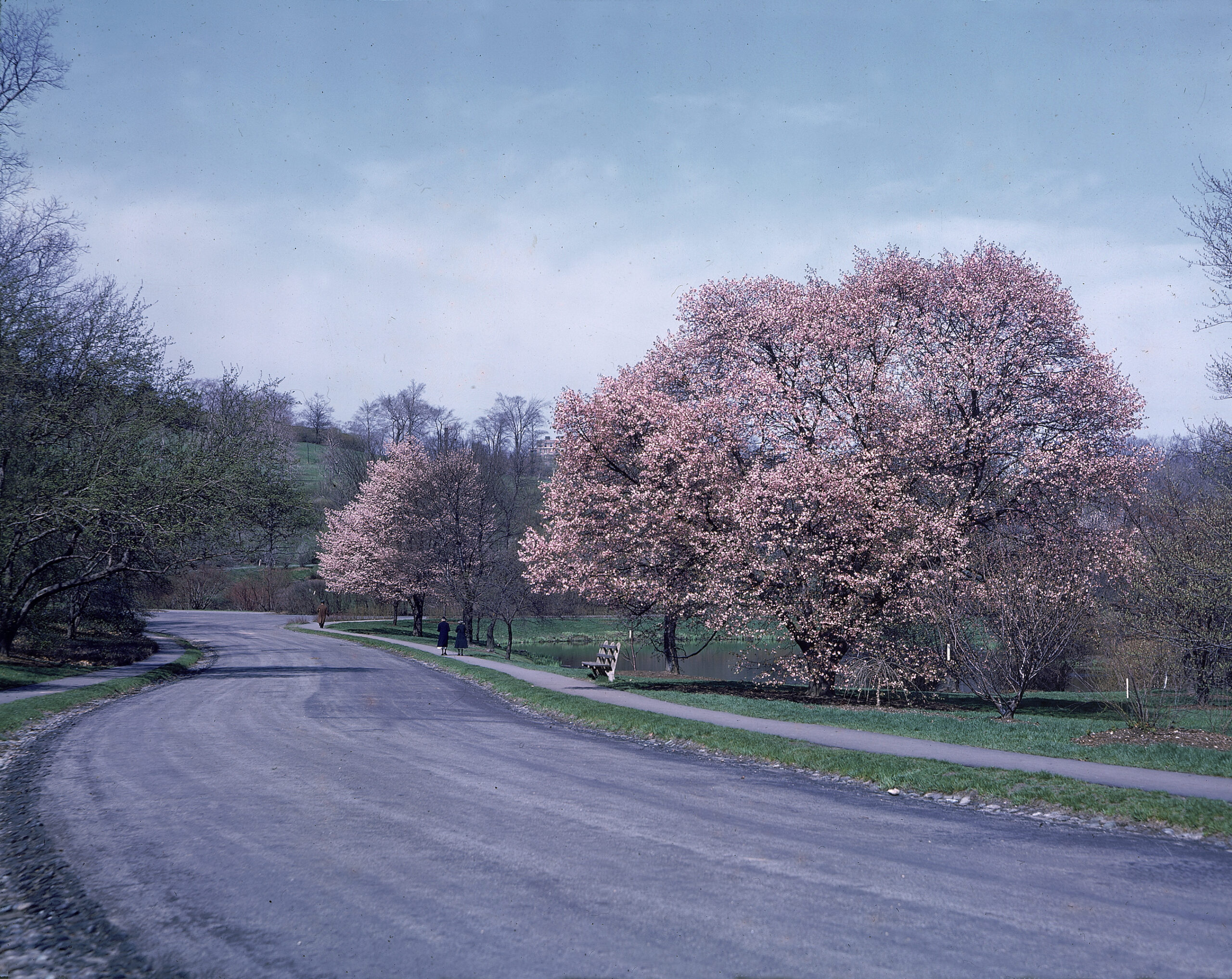 Cherries in full bloom near Forest Hills Road, May 1940.