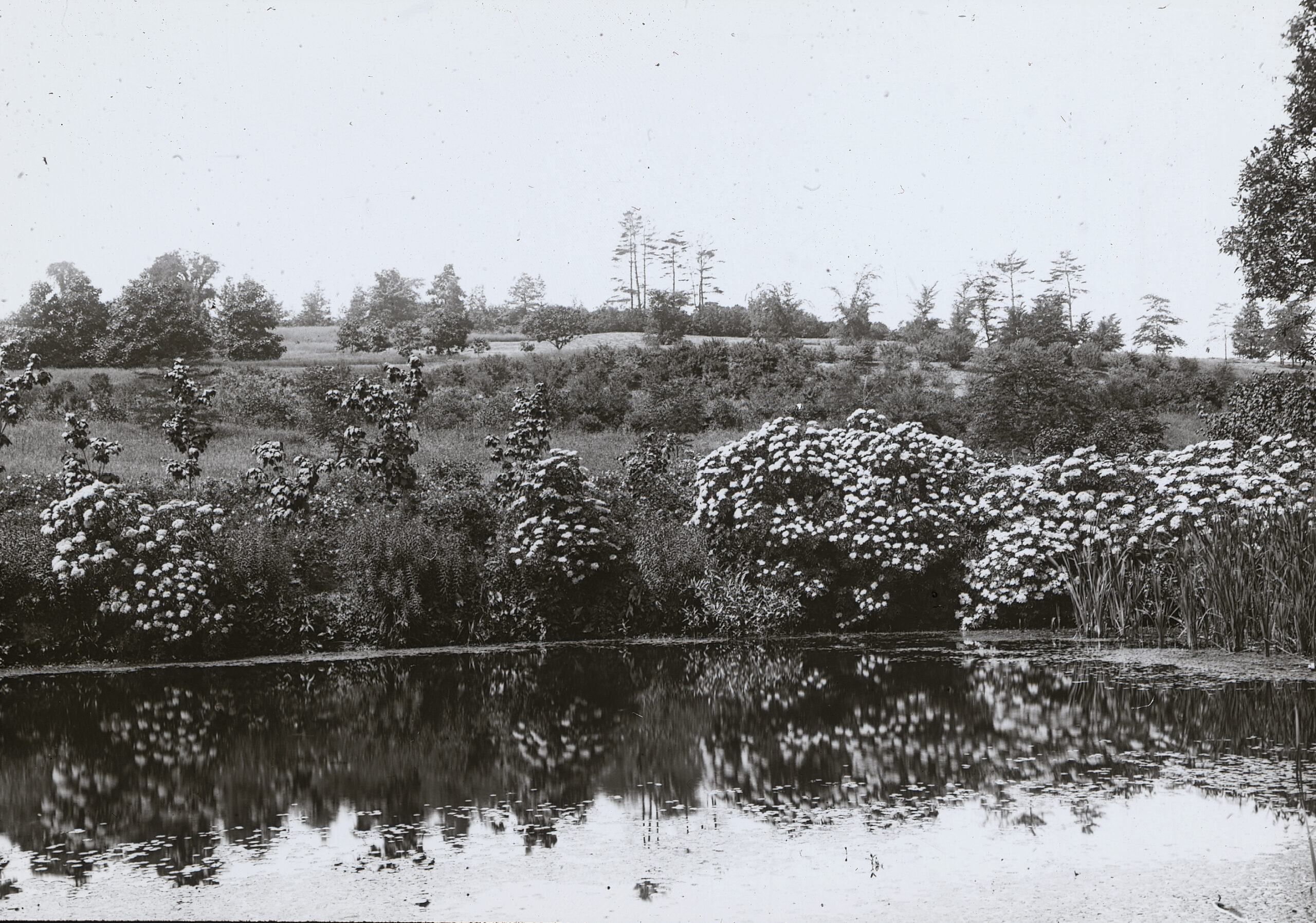 Ponds, spring, Rehder Pond, 1900 by Alfred Rehder 1900