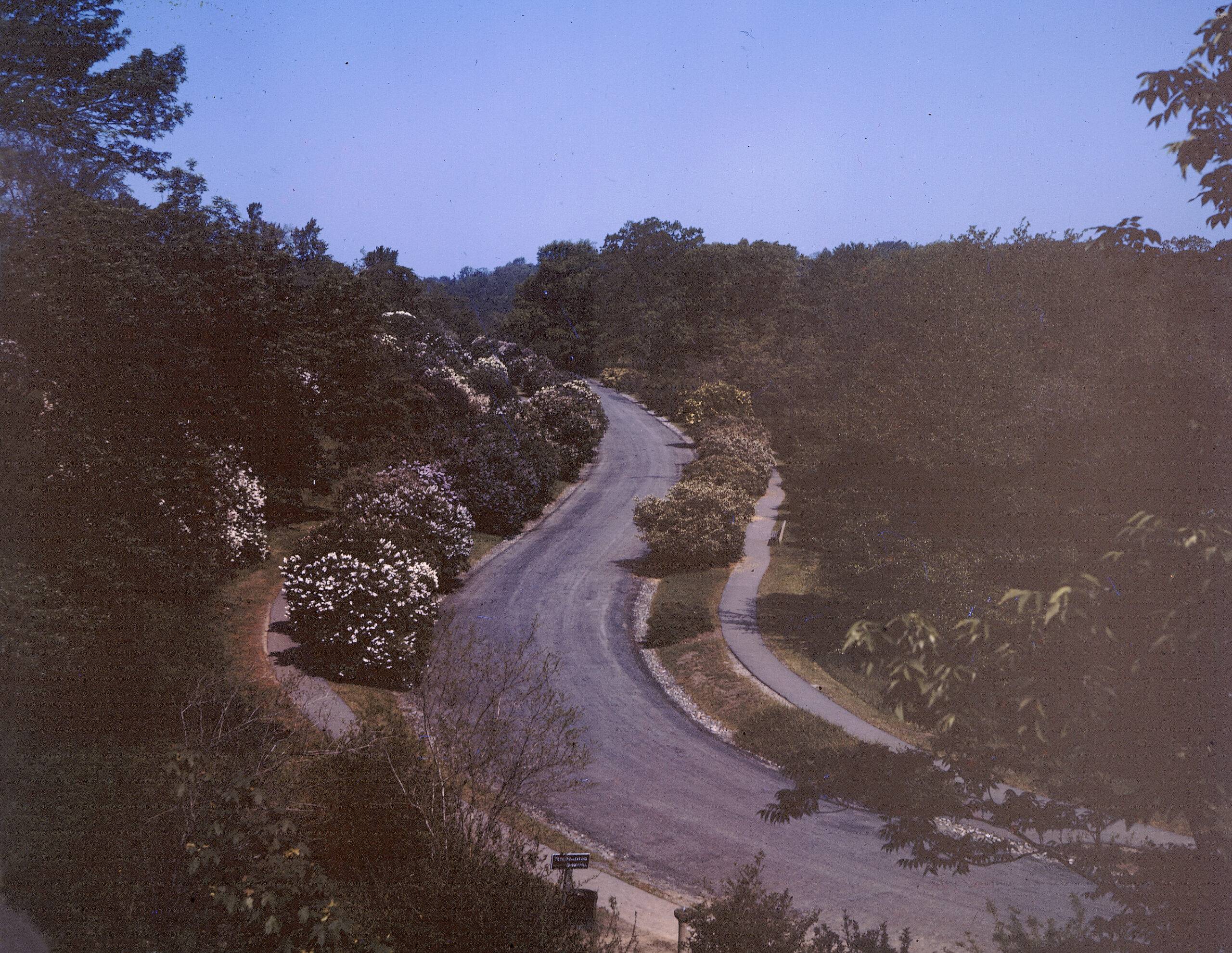 Bussey Hill Road with lilacs in bloom, May 1940.