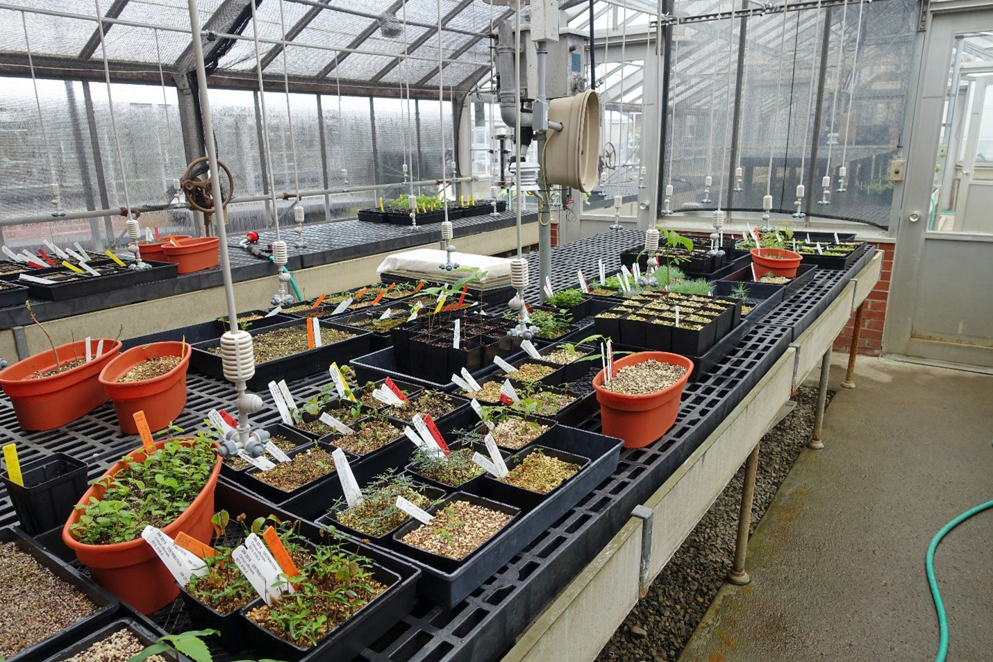Seed propagation greenhouse at the Dana Greenhouses today