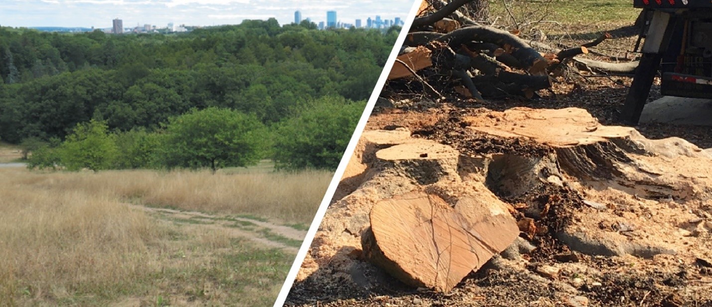 Dry summer view of Peters Hill, and the stump remains of infested beeches