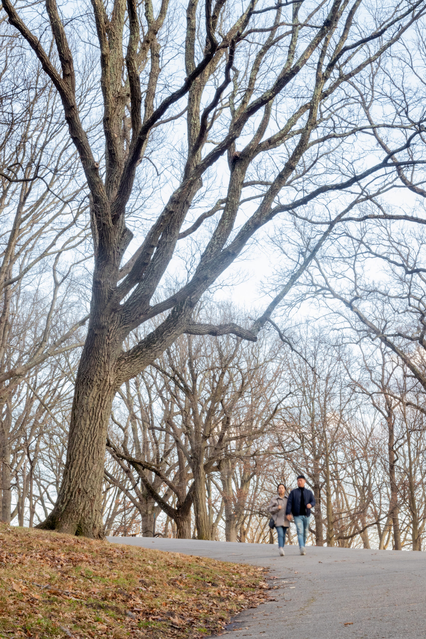 Chestnut oak on Peters Hill by Jonathan Damery
