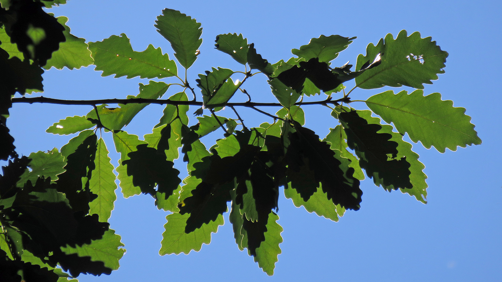 Leaves of the Englemann oak in summer