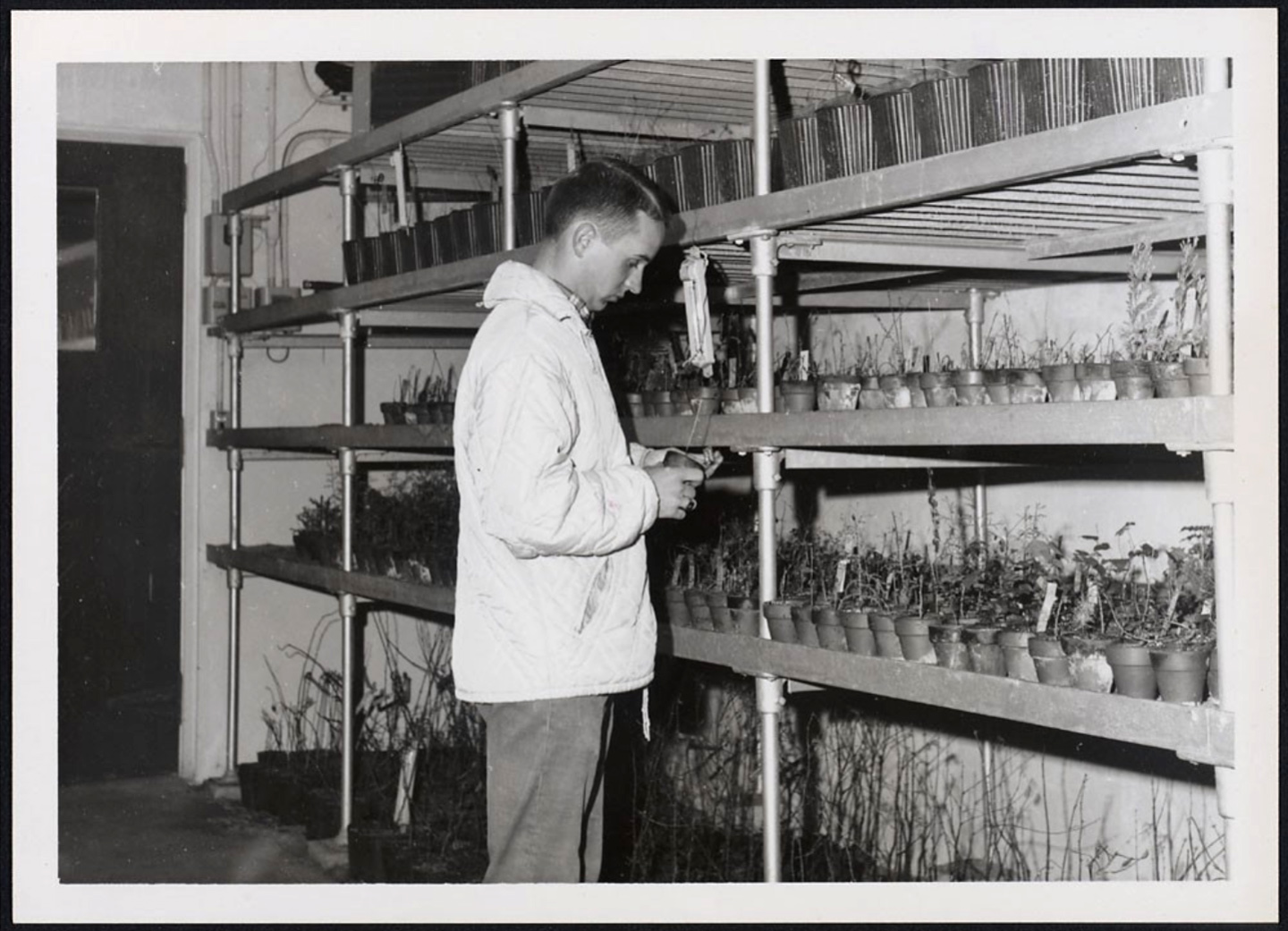 Frank Wolfe inspects plants in the cold storage facility at the Dana Greenhouses, 1966
