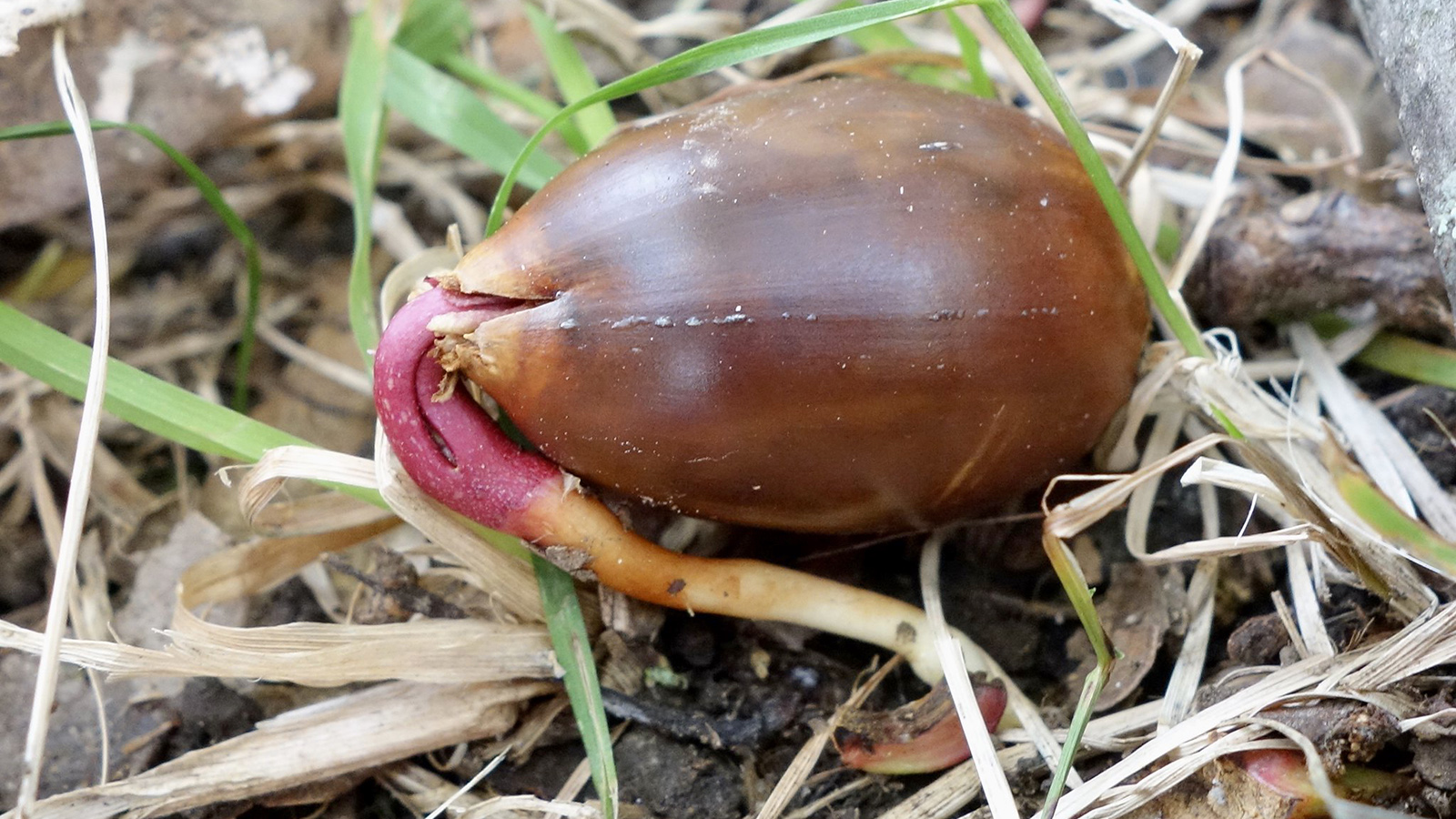 germinating acorn of chestnut oak by Ned Friedman
