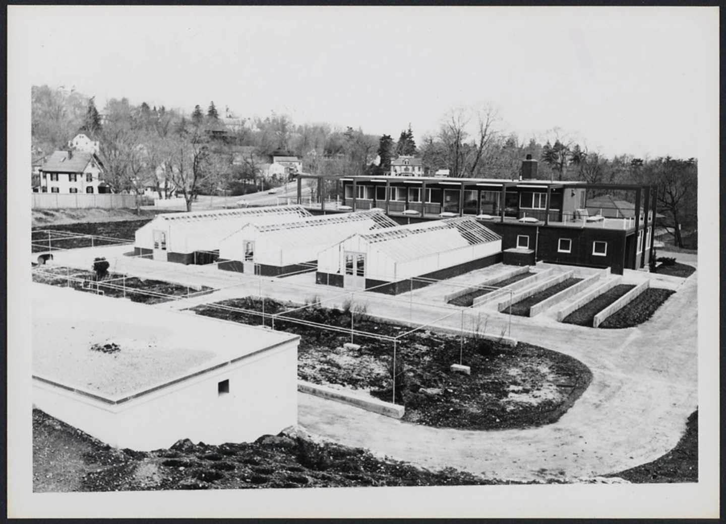 Dana Greenhouses, spring 1962 by Heman Howard