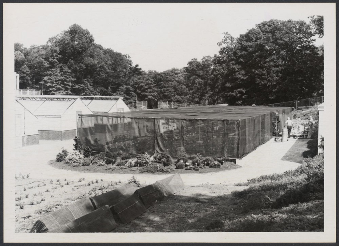 Shade Nursery at the Dana Greenhouses, spring 1966 by Heman Howard