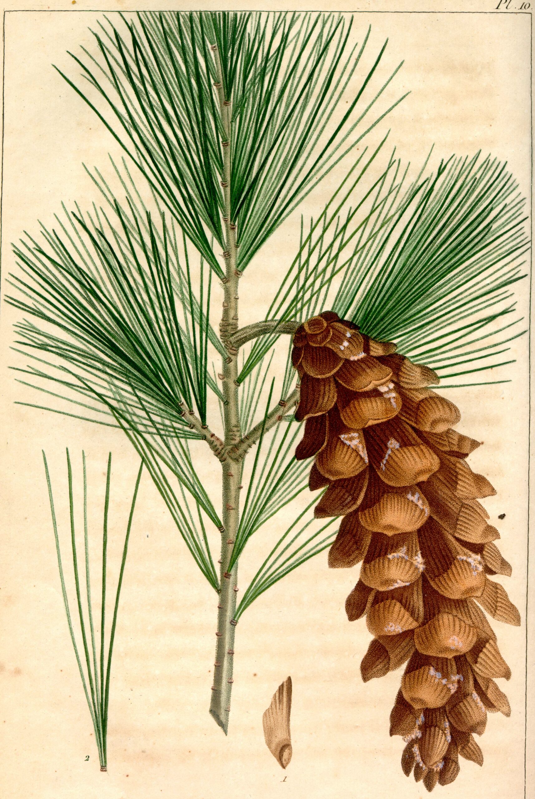 Botanical illustration of eastern white pine Pinus strobus from Michaux's Sylva.