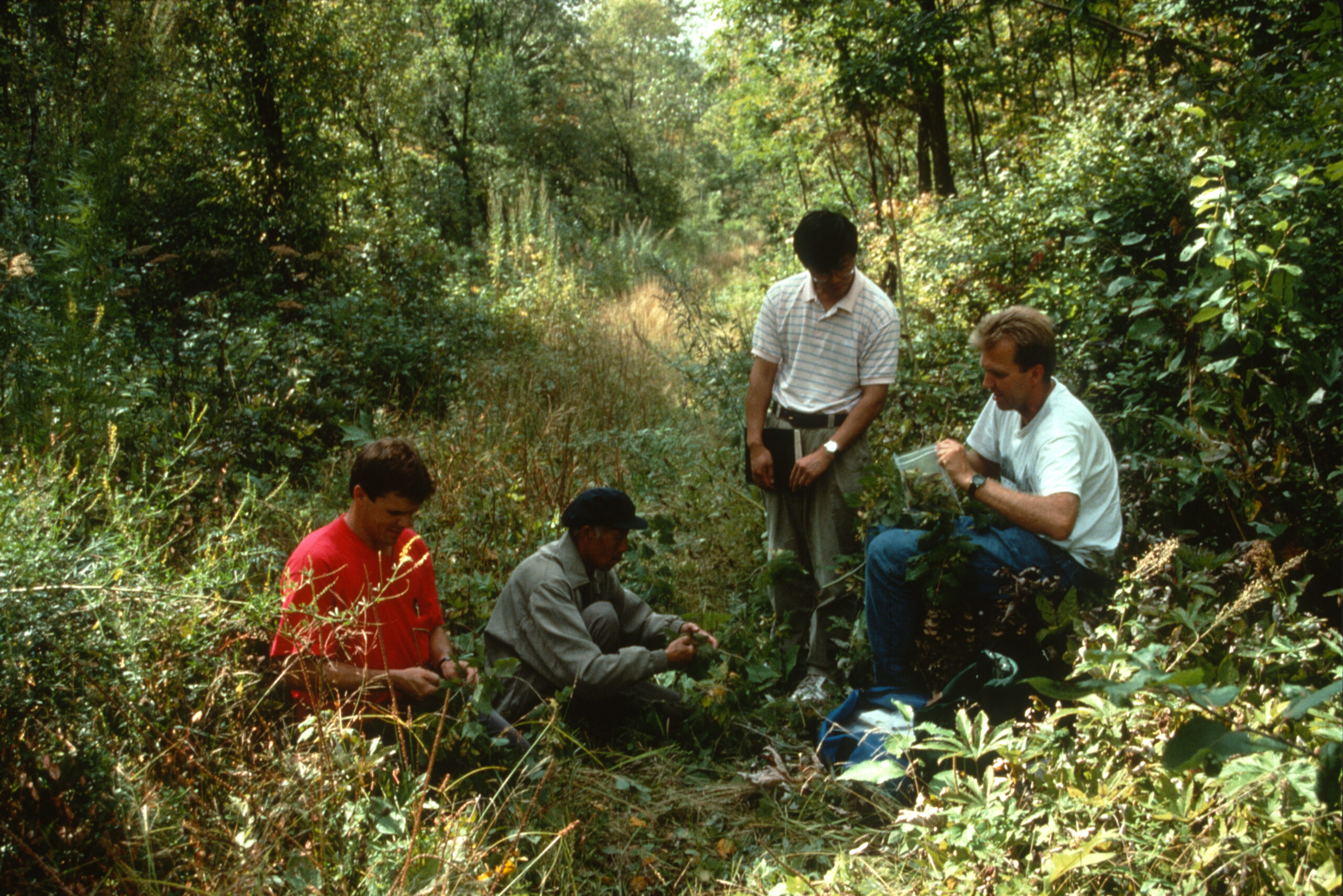Four NACPEC team members collecting plants in the field in 1993.