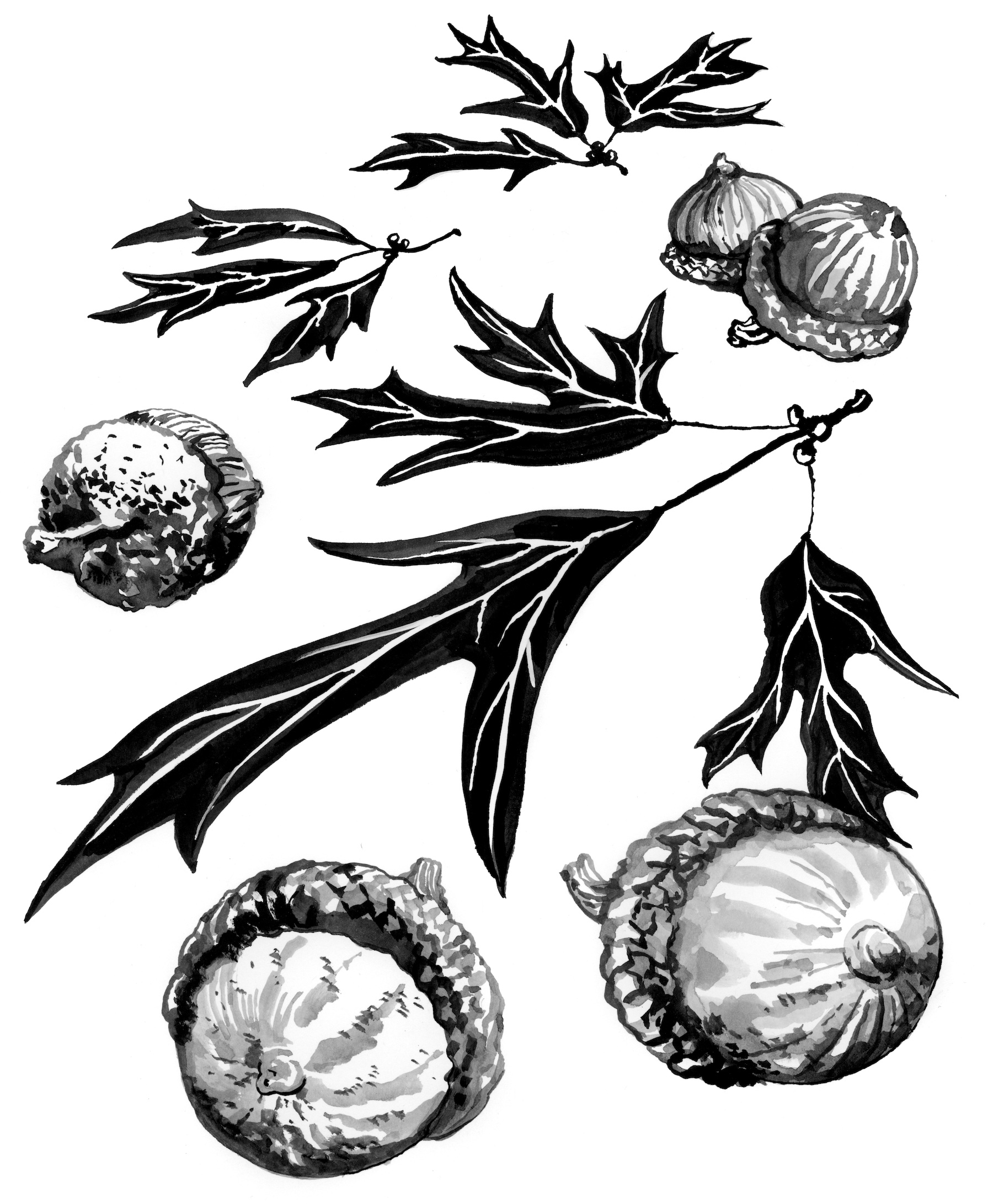 black and white drawing of southern red oak leaves and acorns.