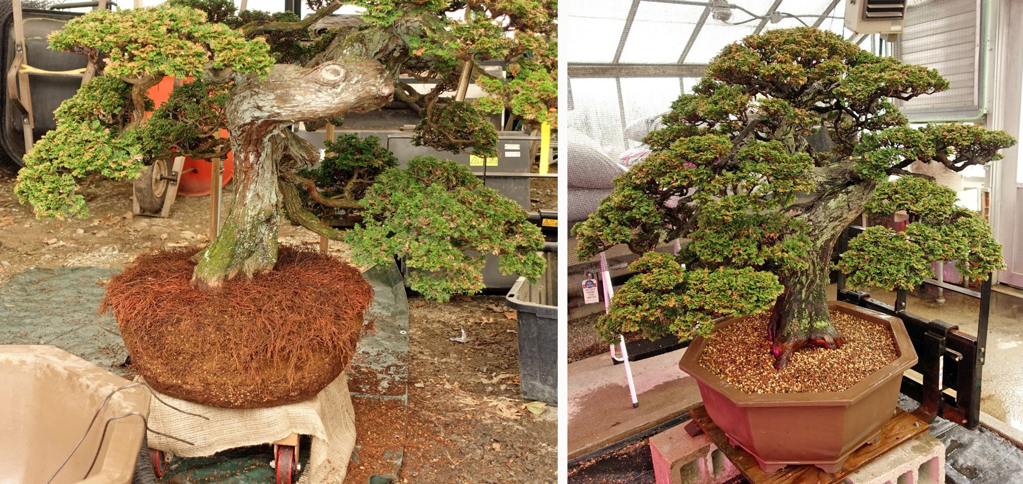 1799-Hinoki-Cypress-Repotting