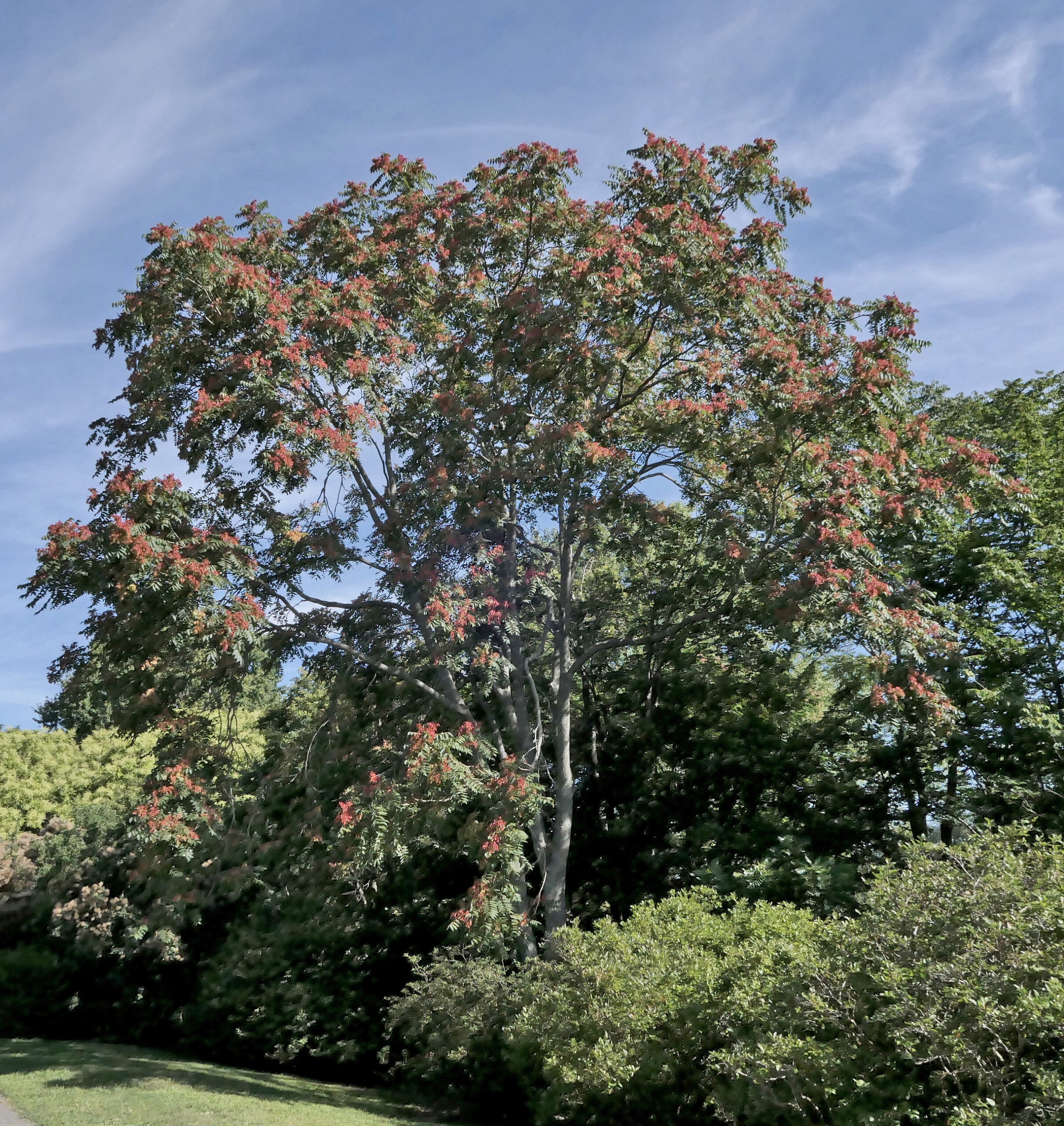 Ailanthus altissima f. erythrocarpa 695-80-B by Ned Friedman