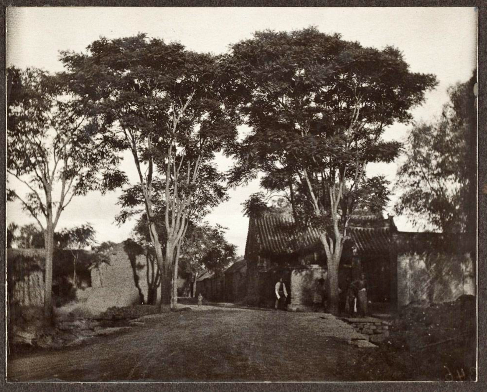 Ailanthus altissima by Frank Henry Meyer 1907 Yanzhou, Shandong Sheng, China