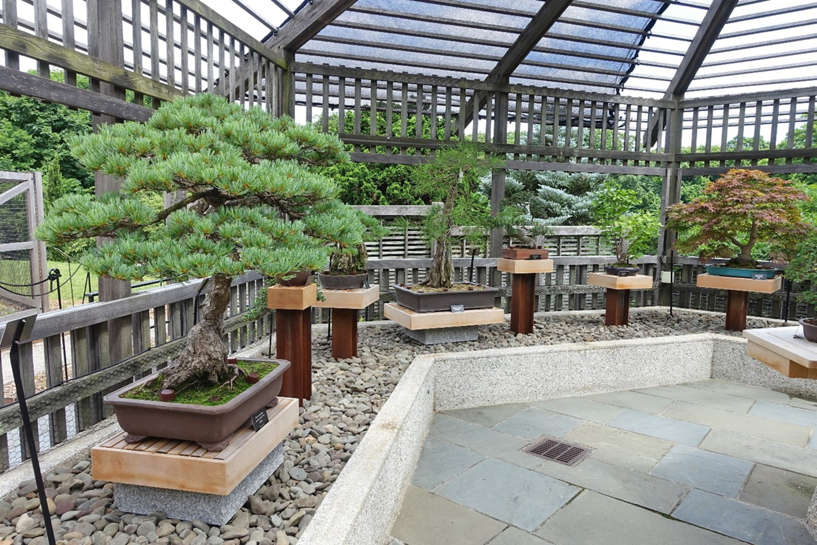 Completed-bonsai-display