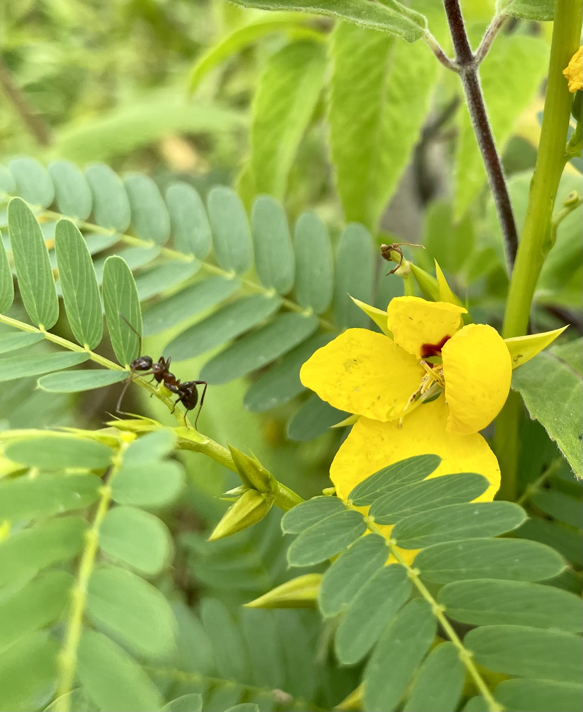 Ant walks over extra floral nectary on partridge pea