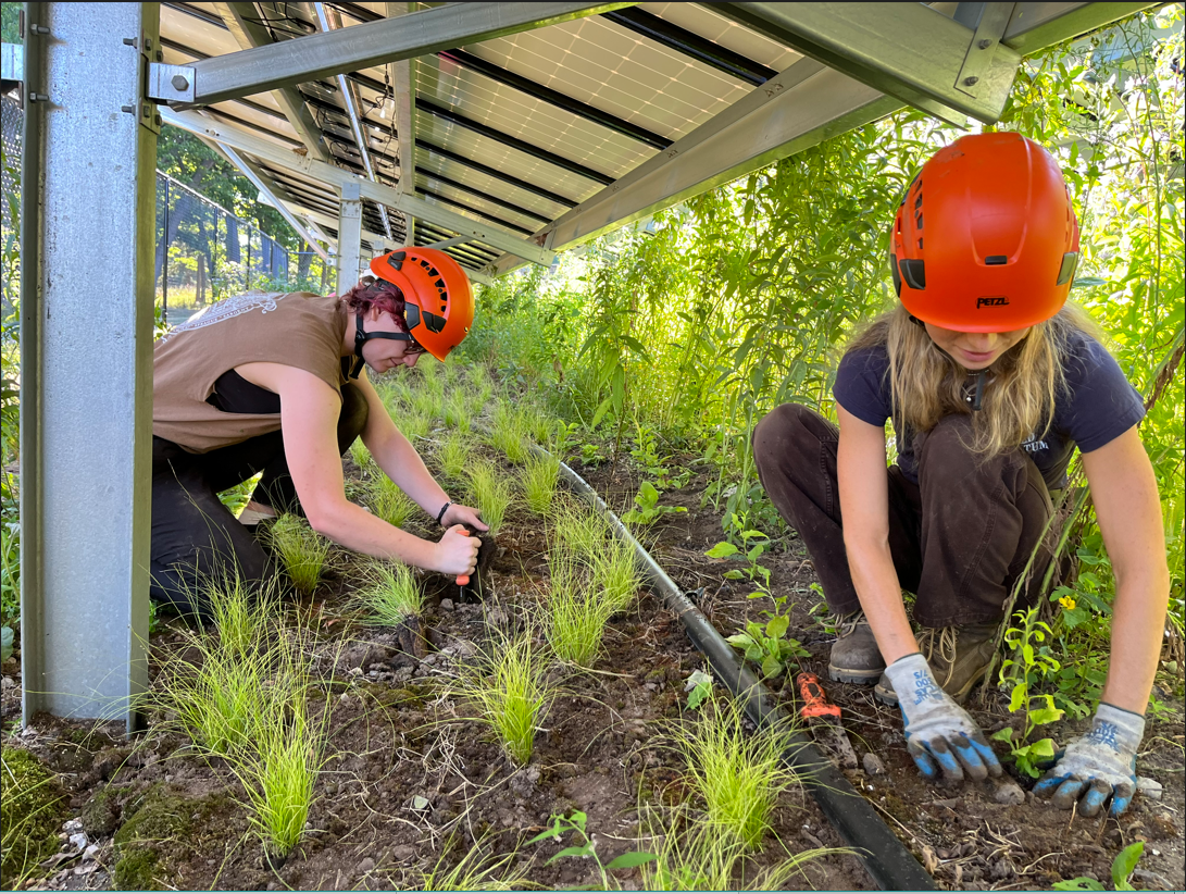 interns planting beneath Weld Hill solar panels