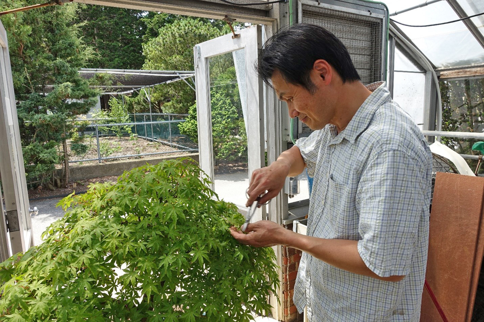 Man prunes a small bonsai Japanese maple tree