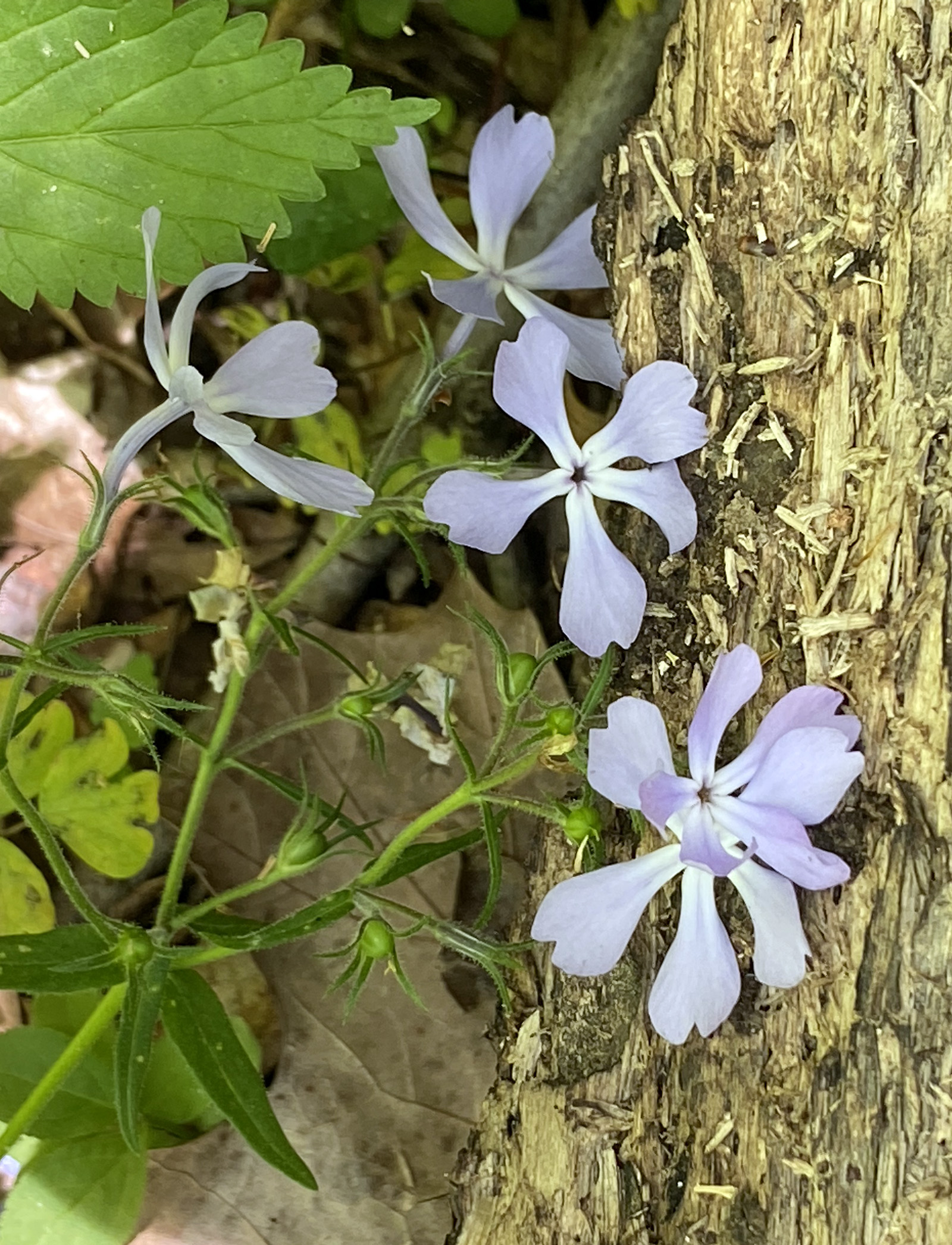 Phlox divaricata flowers in Texas