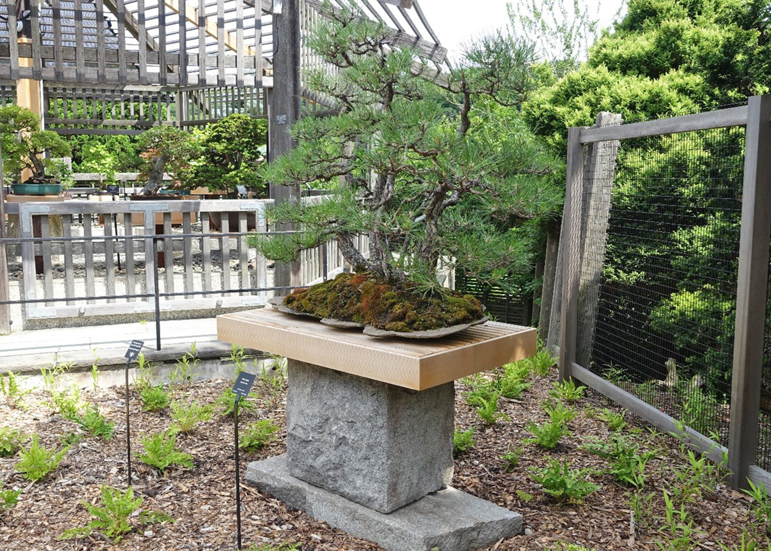 Sensei-pine-forest-bonsai-on-display