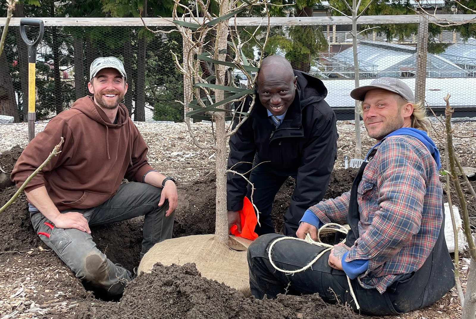 Digging and preparing a tree in the nursery for planting