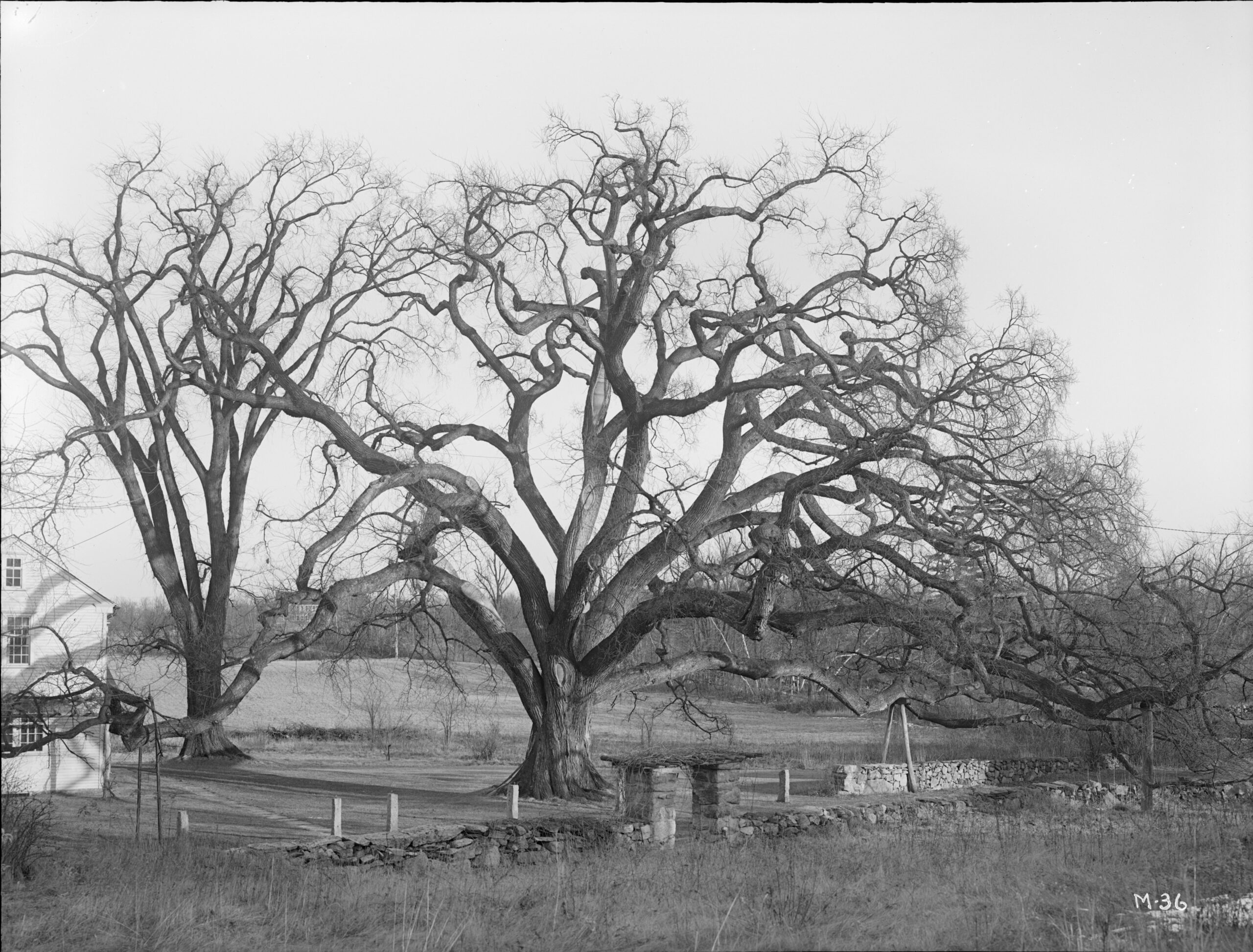 An image of a large tree in black and white