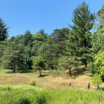 conifer collection at the arnold aboretum