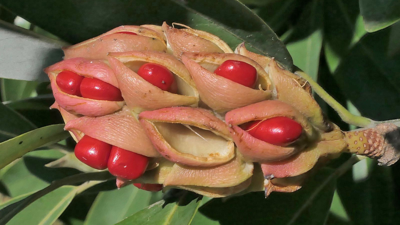 Magnolia virginiana 779-87-C by Ned Friedman
