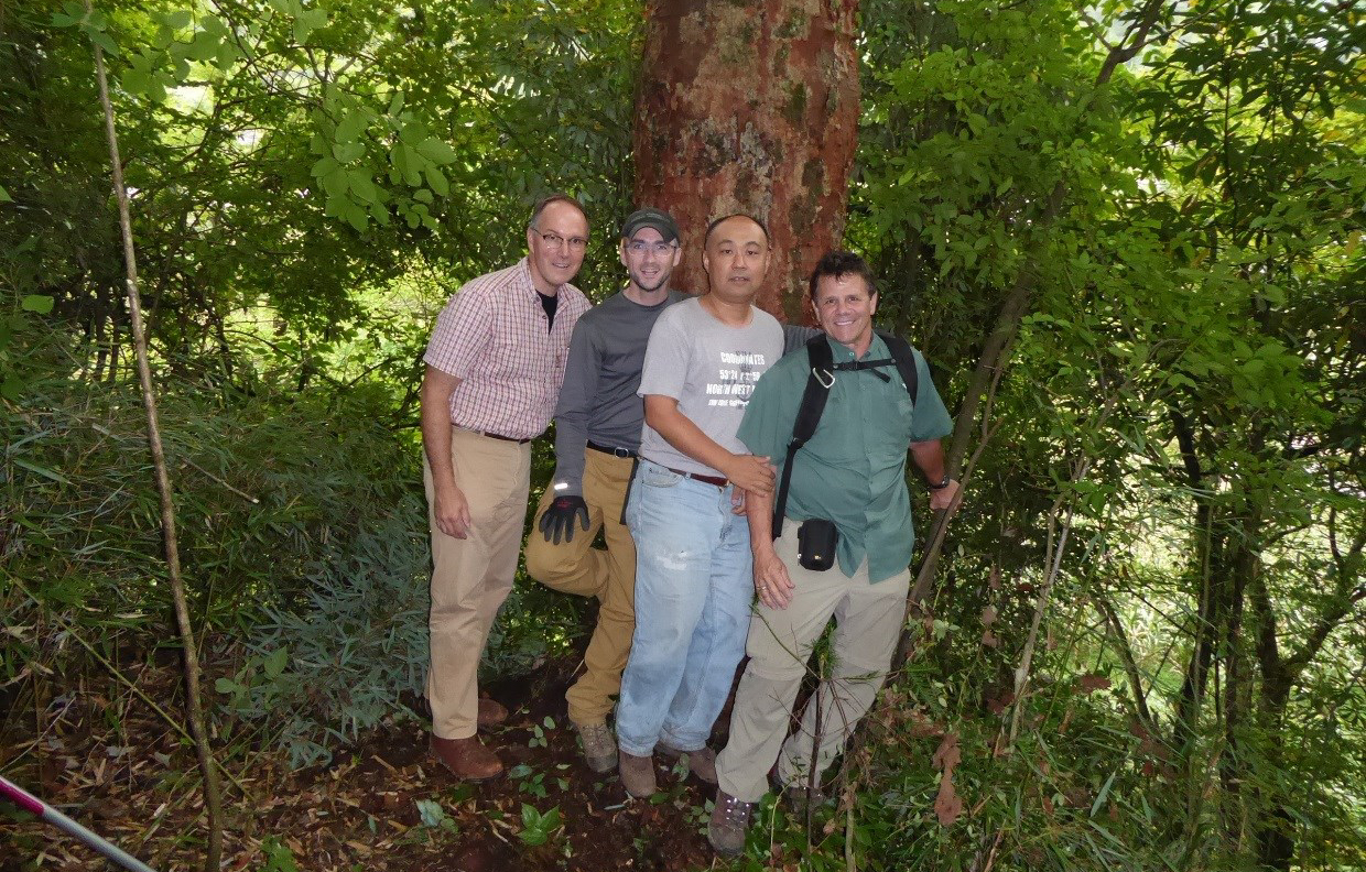 NACPEC collectors Tony Aiello, Michael Dosmann, Kang Wang, and Kris Bachtell standing in front of a large paperbark maple (Acer griseum), from which they collected seeds (NACPEC 15-036).