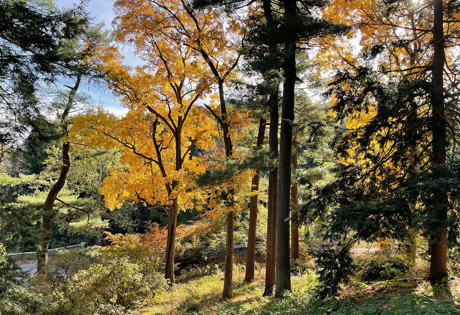 trees and autumn color along South Street at the Arboretum