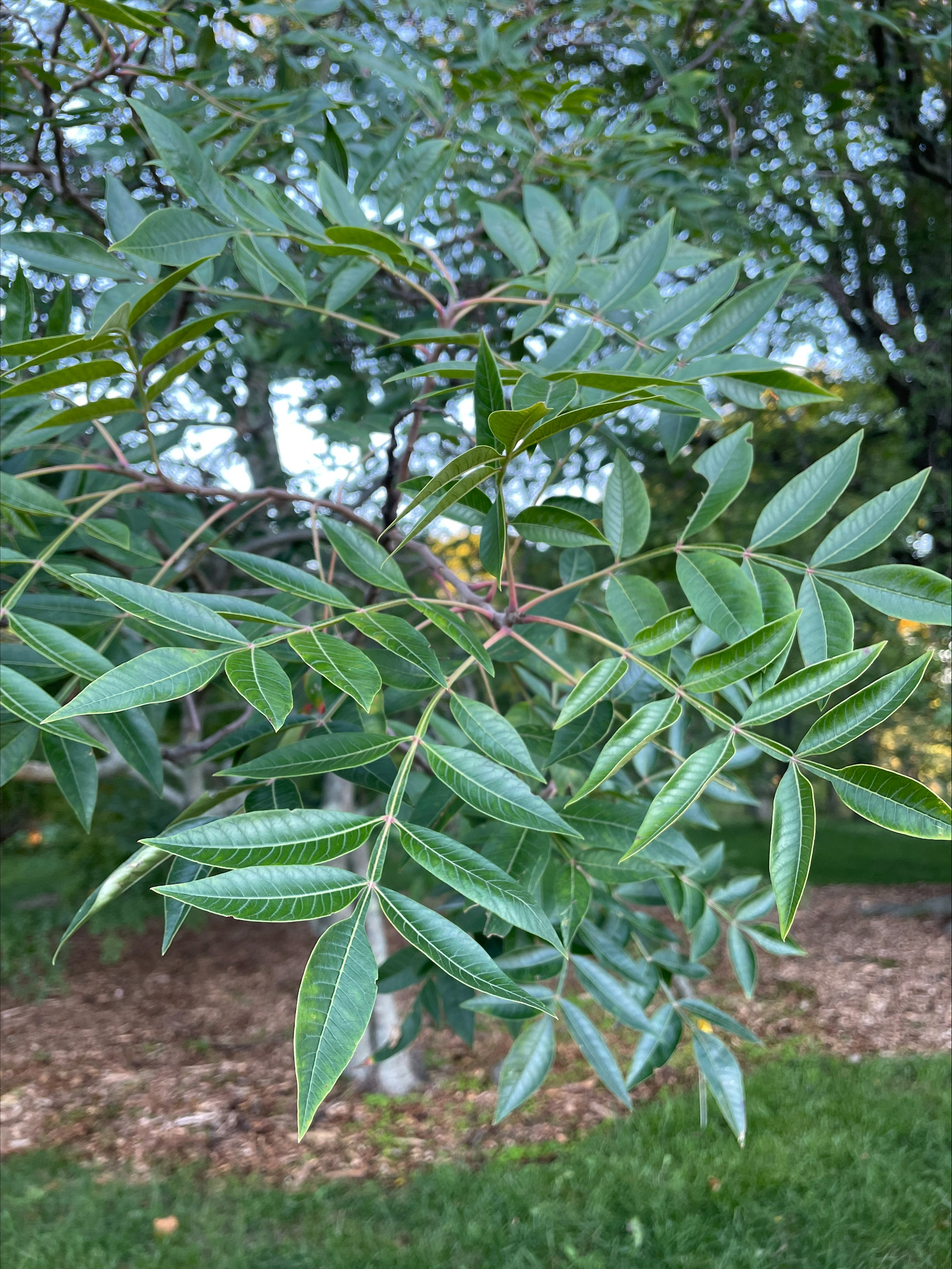 Leaves of Rhus copallinum by Vanessa Igoe