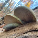 White shelf mushrooms growing on a tree trunk