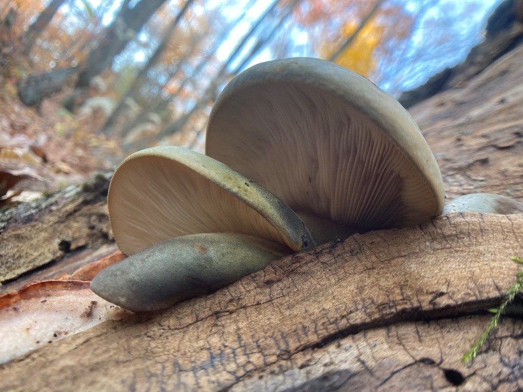 White shelf mushrooms growing on a tree trunk