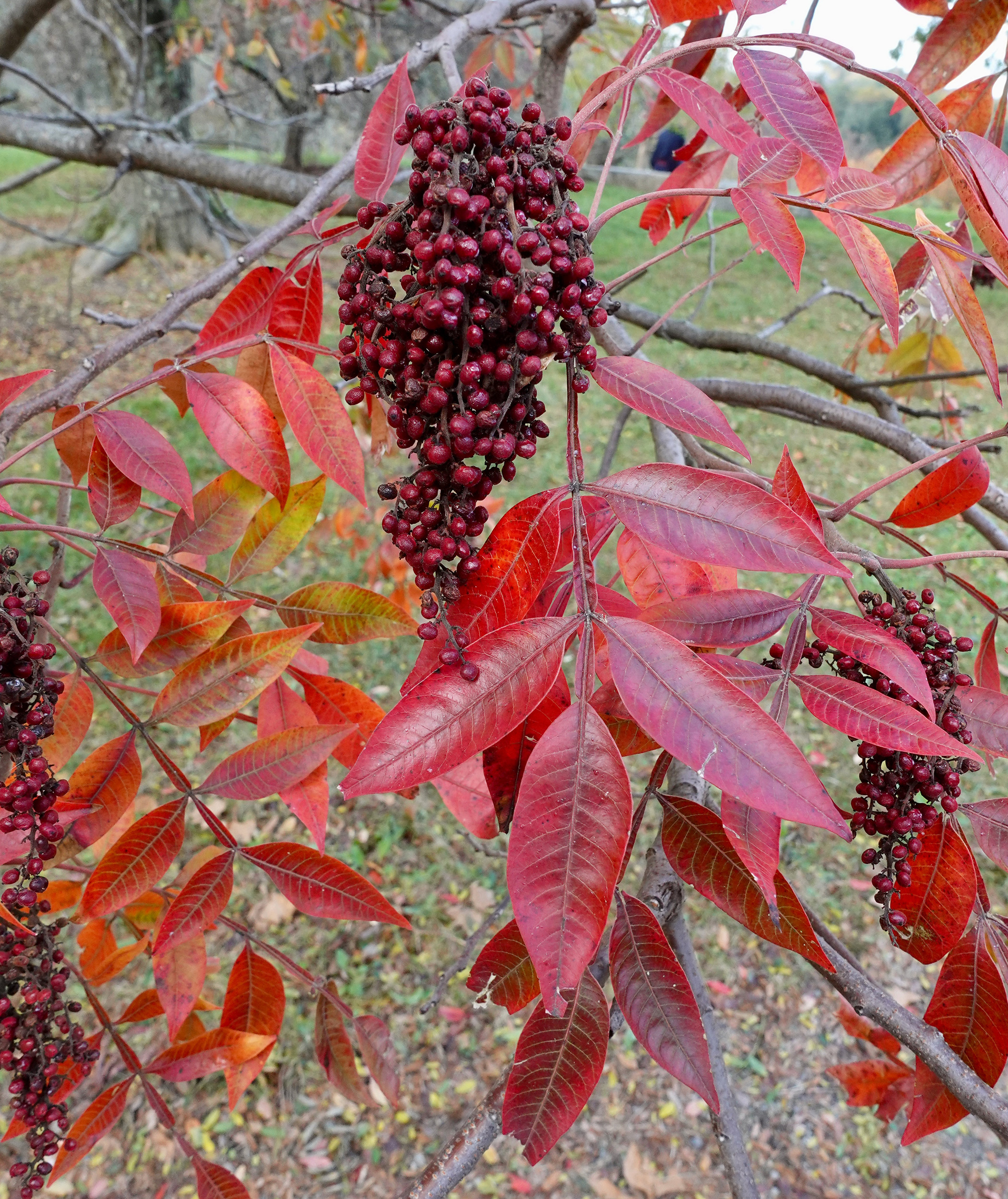 Rhus copallinum 288-97-MASS fruits and fall foliage by Ned Friedman