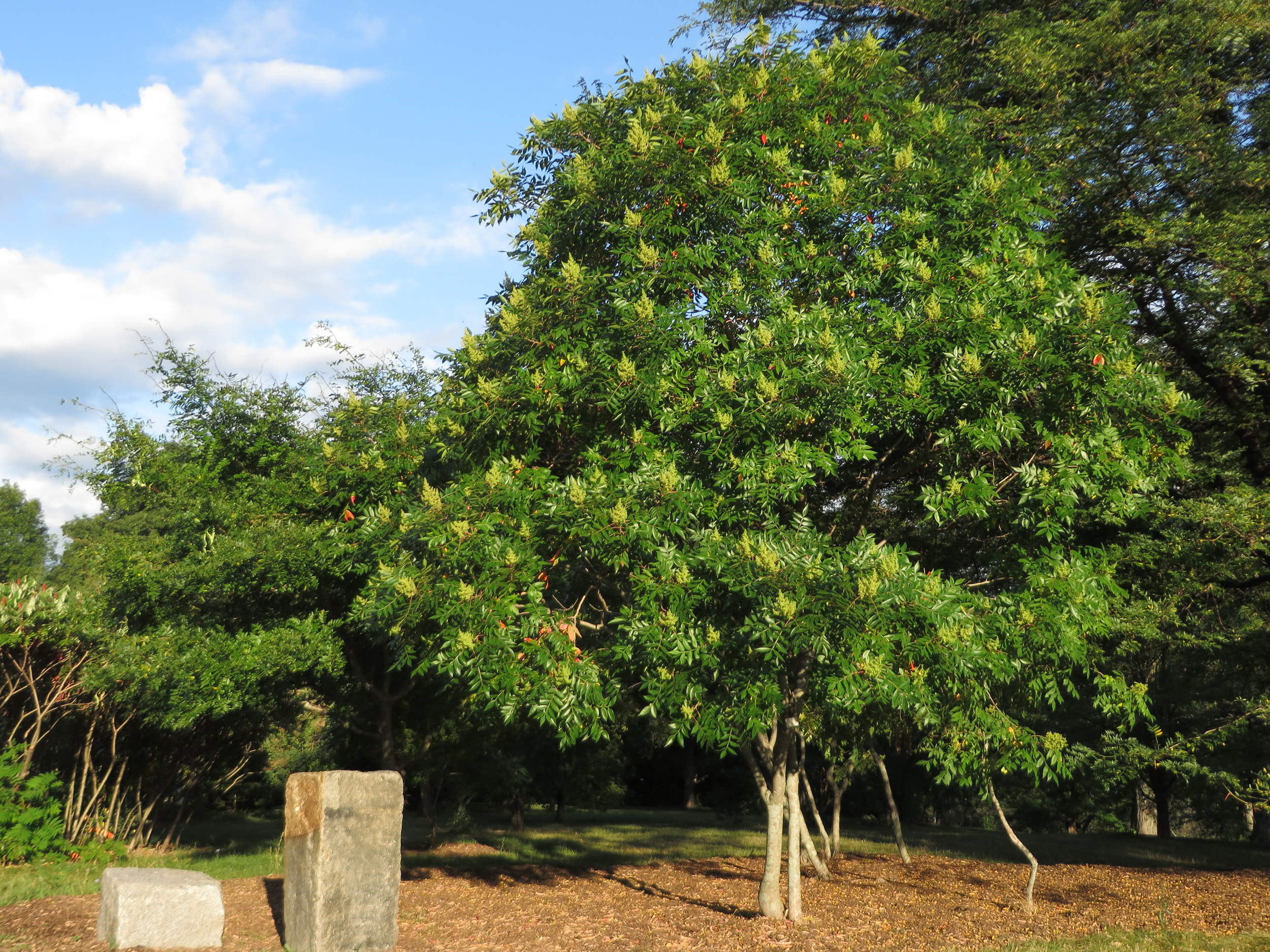 Rhus copallinum 288-97*MASS by Kyle Port
