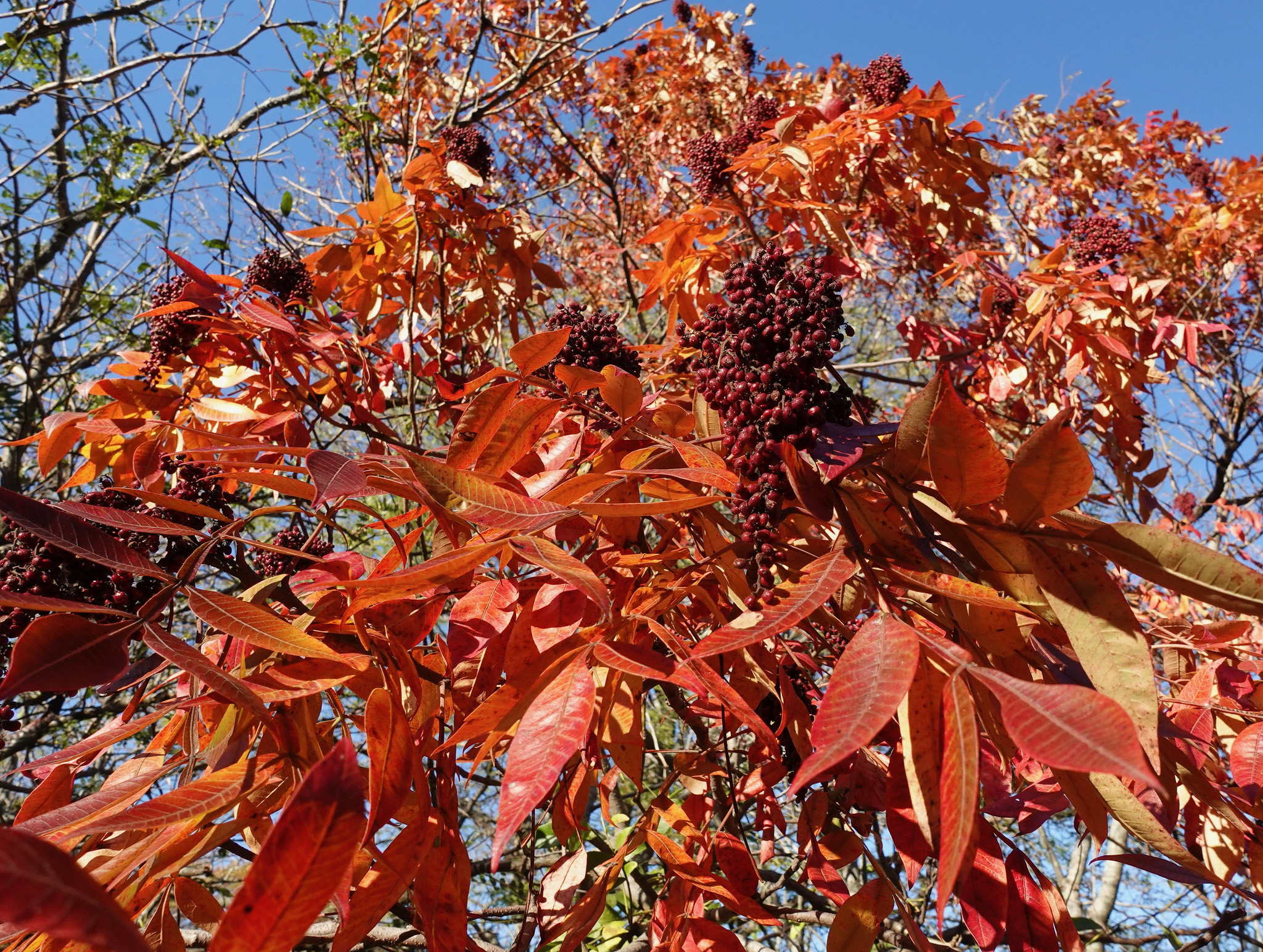 Rhus copallinum 288-97-MASS fall foliage by Ned Friedman