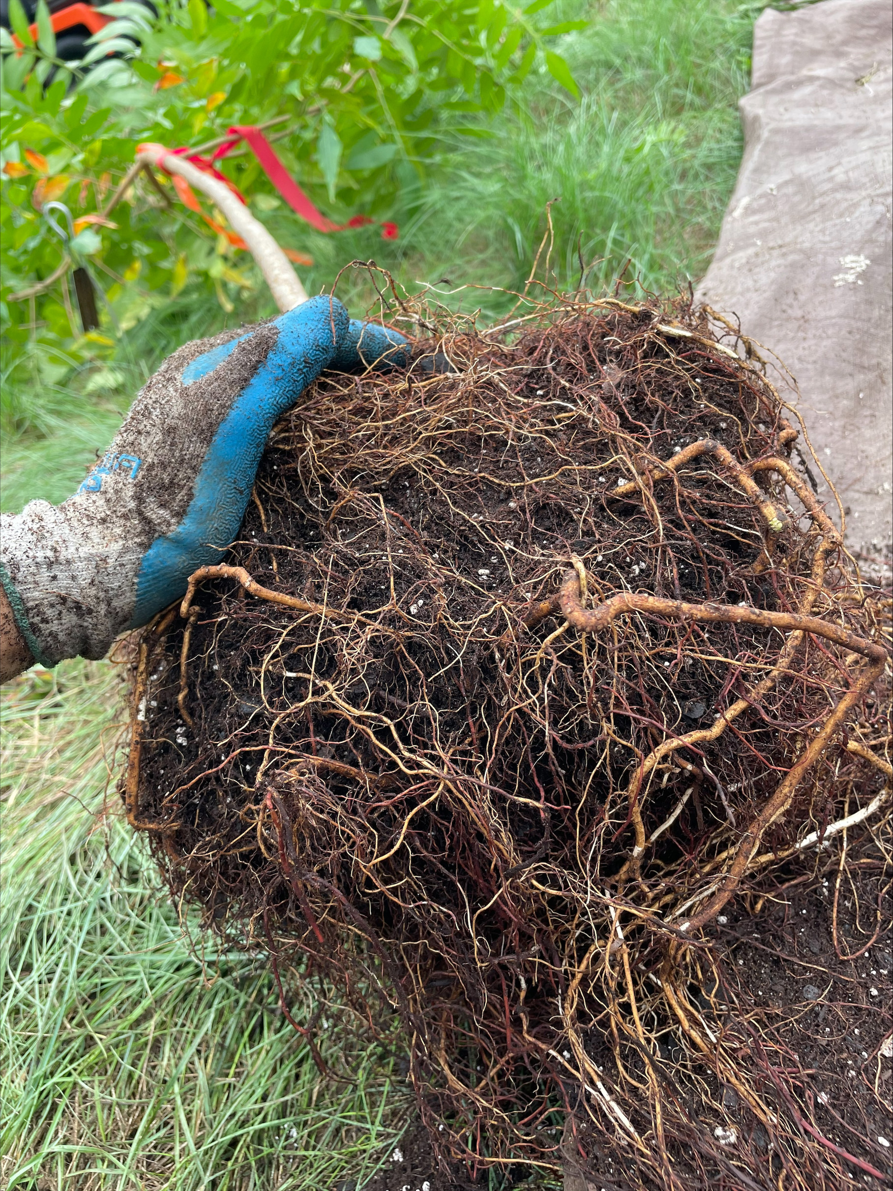 Roots of Rhus copallinum by Vanessa Igoe