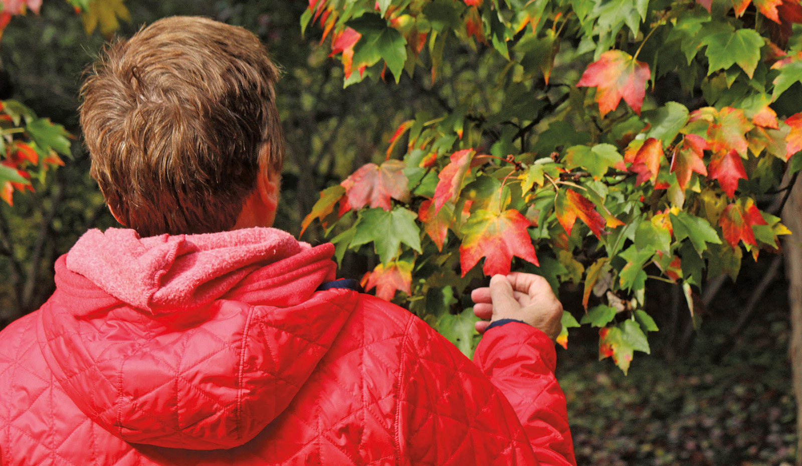 A volunteer observes fall coloration on the Schlesingeri cultivar of red maple.