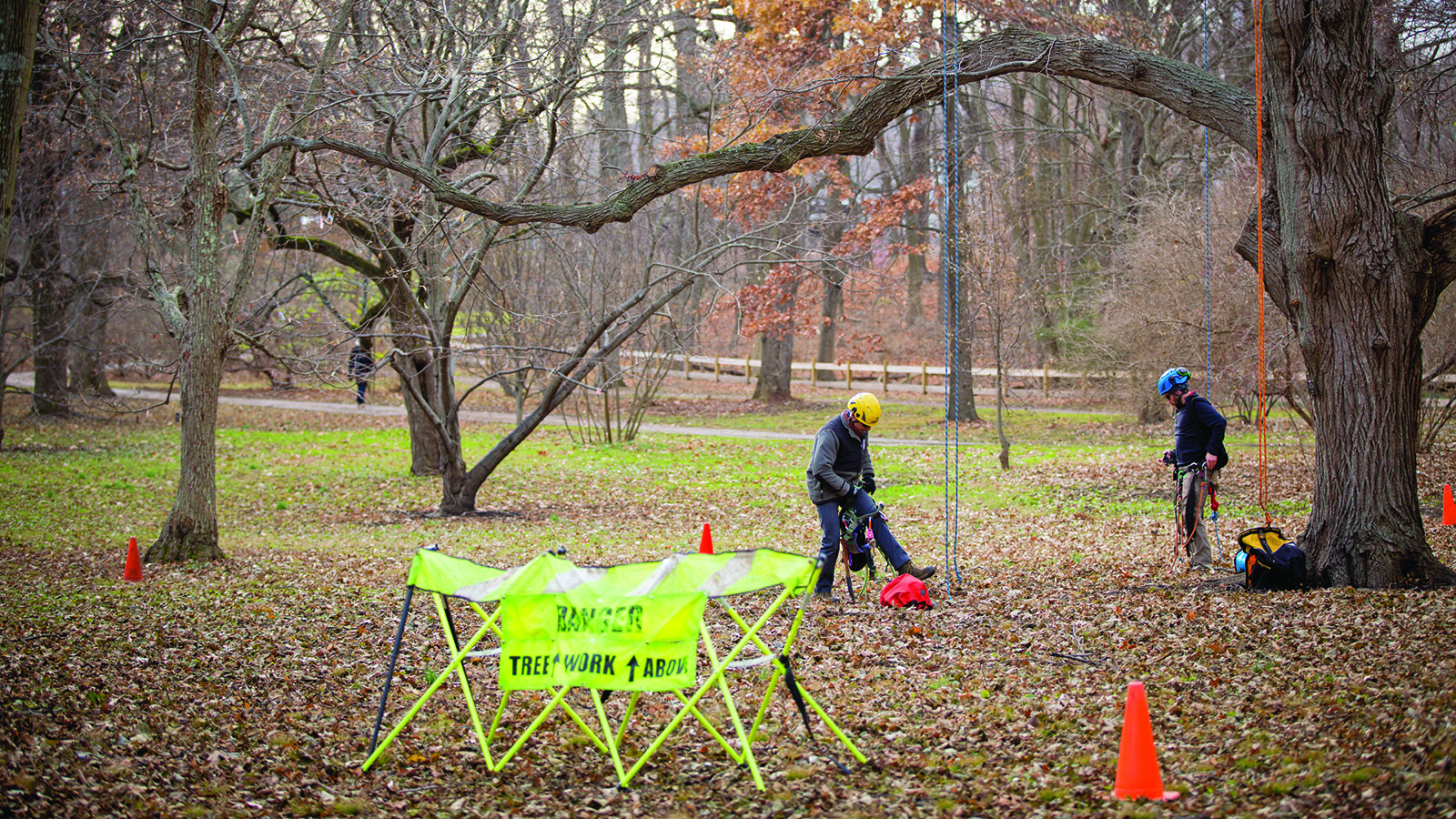 Arborists prepare to ascend the canopy in the maple collection.