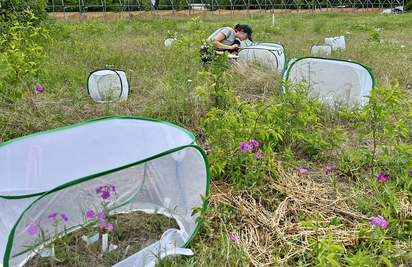 Researcher Grace Burgin runs a pollination experiment on Phlox drummondii for the Hopkins Lab