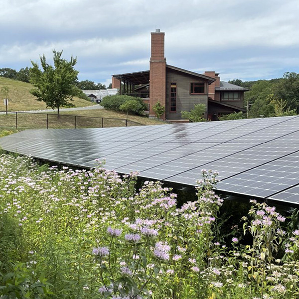 Pollinator meadow installed beneath the solar array at Weld Hill