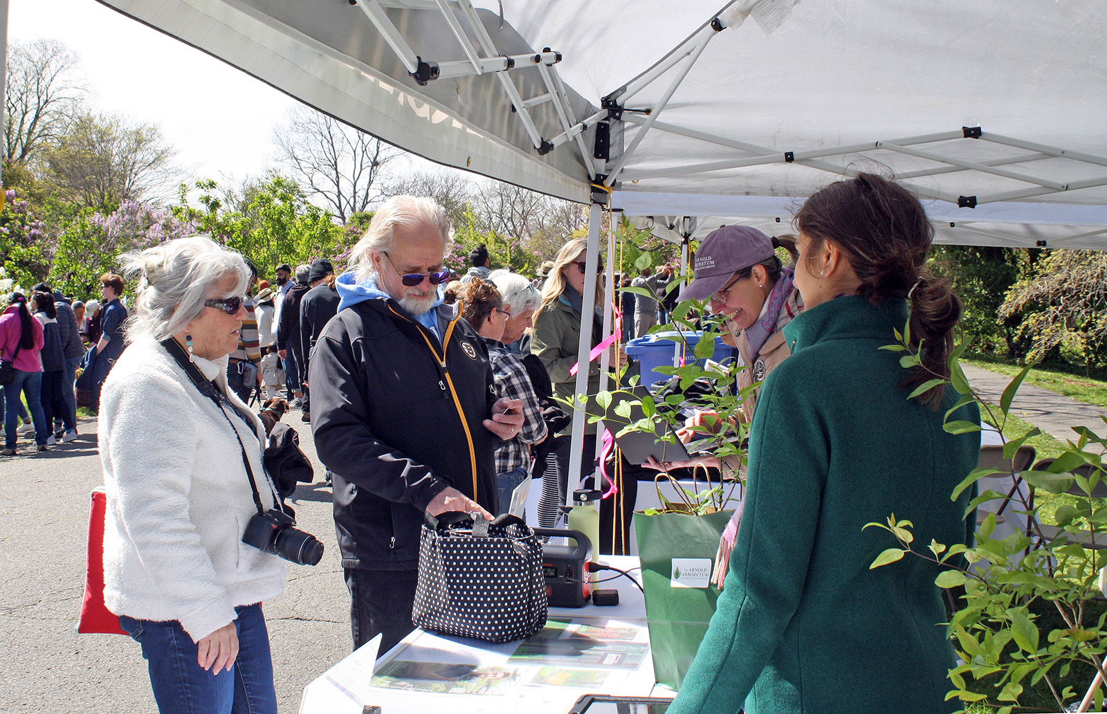 Arboretum staff offer lilacs to new members who join on Lilac Sunday