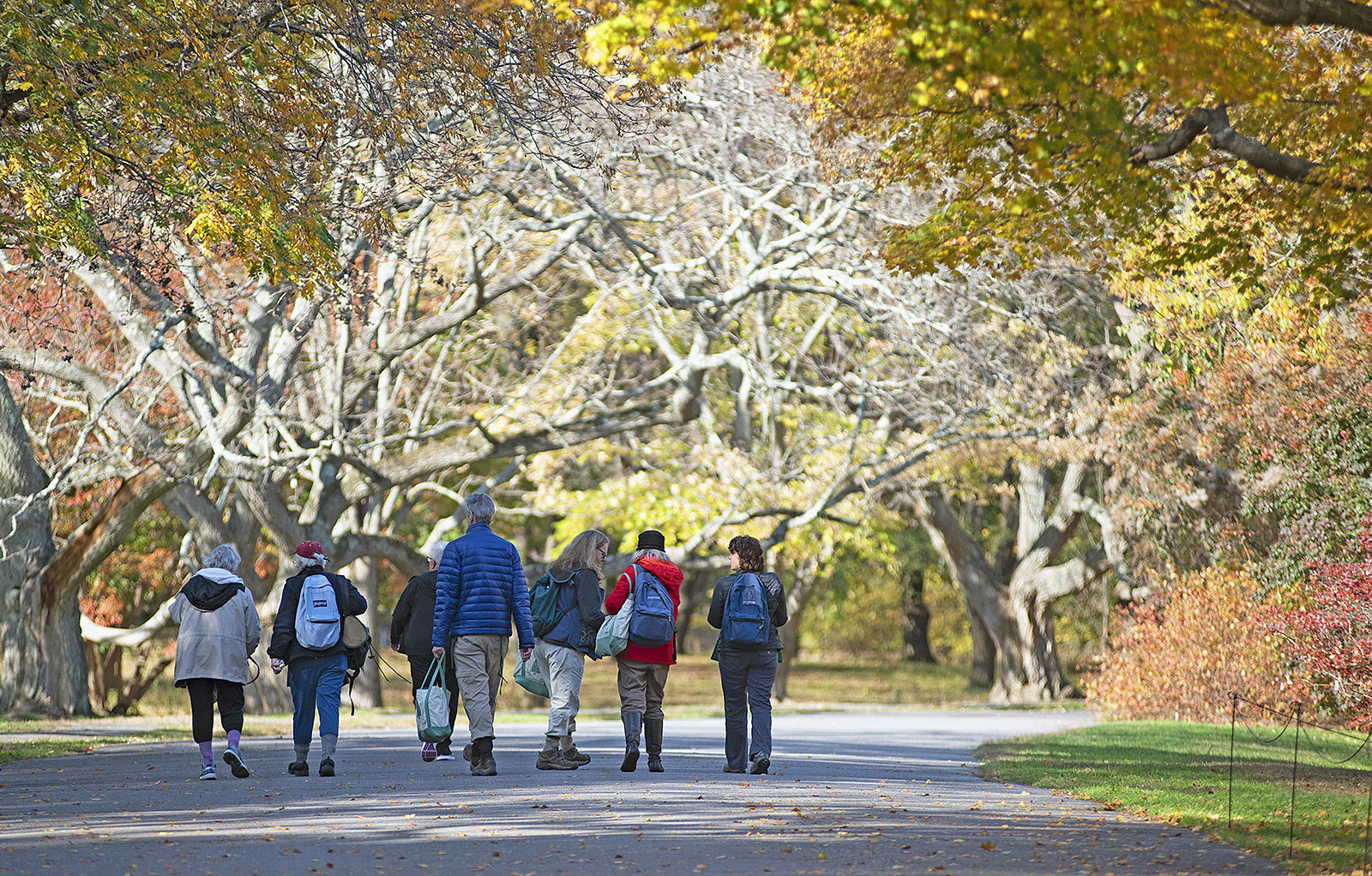 Arboretum educators walk along Meadow Road in autumn