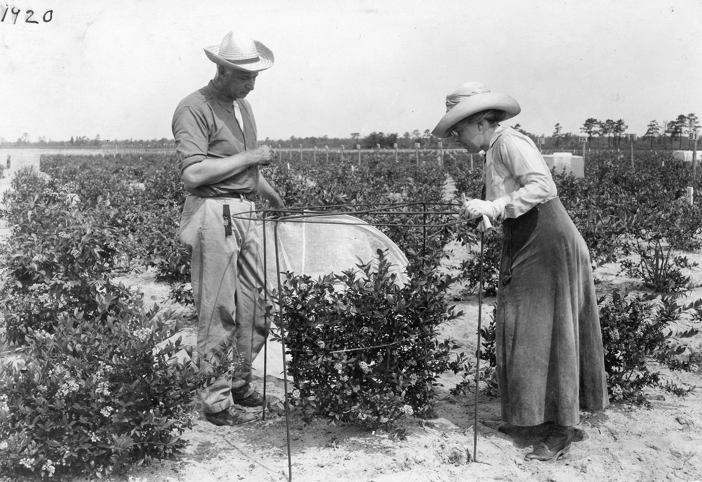 Black and white image of two people looking at a blueberry bush in a field