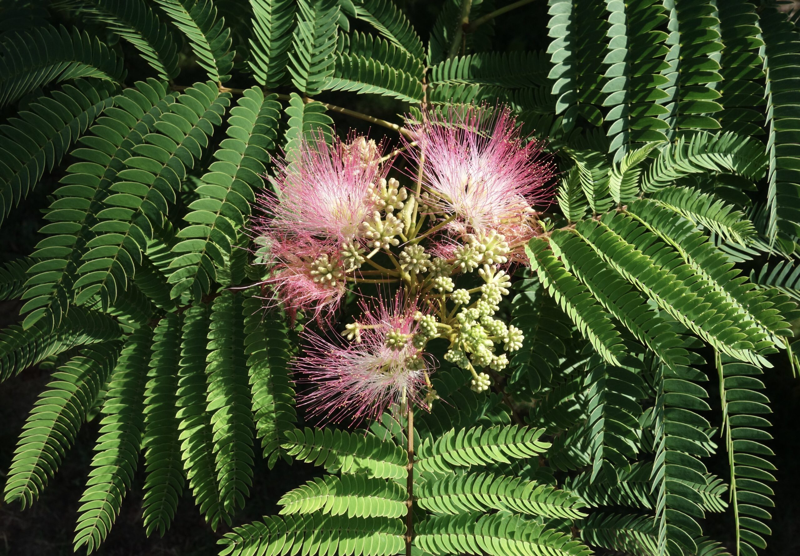 Pink and white silk tree flowers against feathery green foliage
