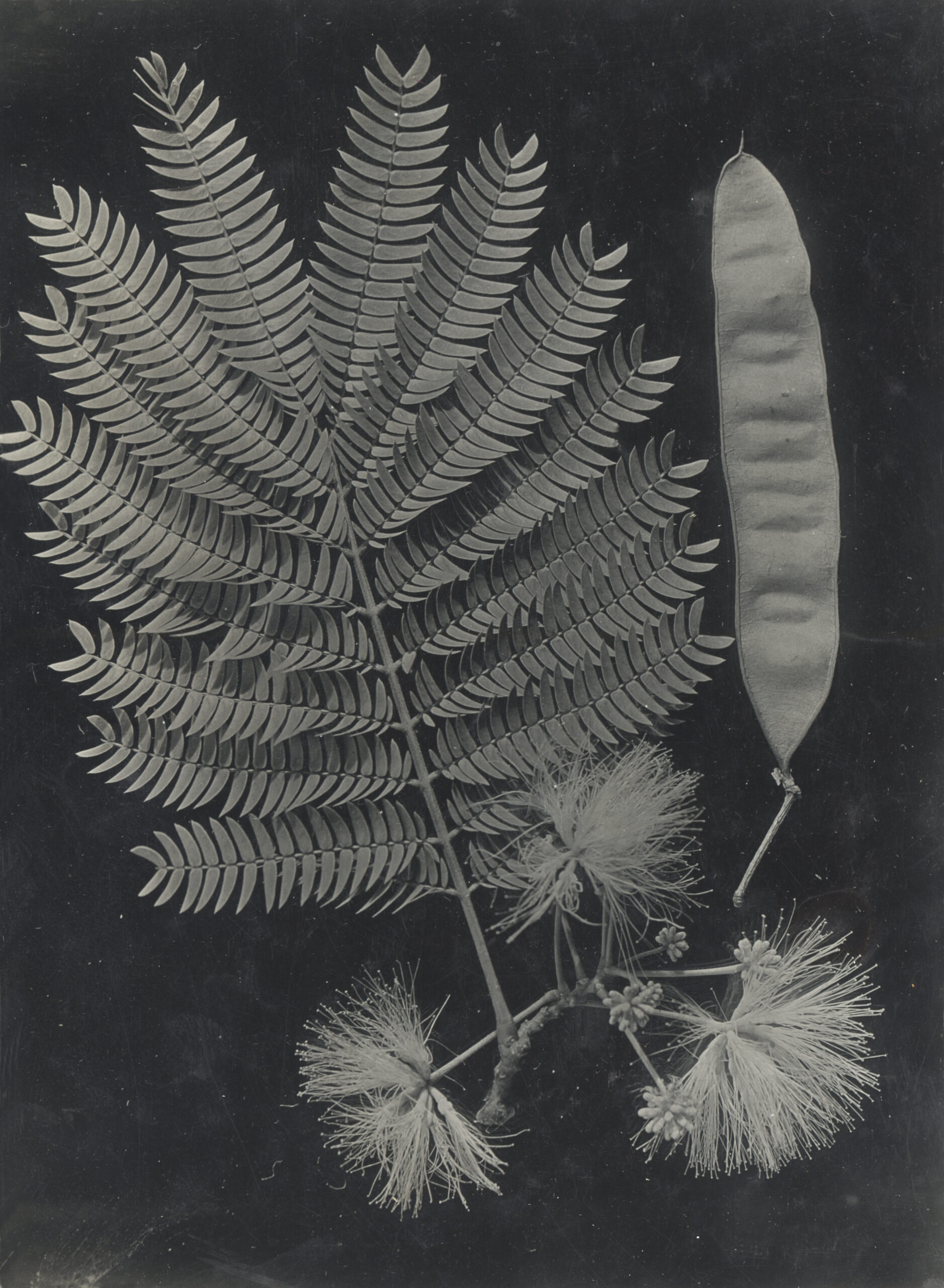 Black and white image of feathery leaves, flowers, and a seed pod