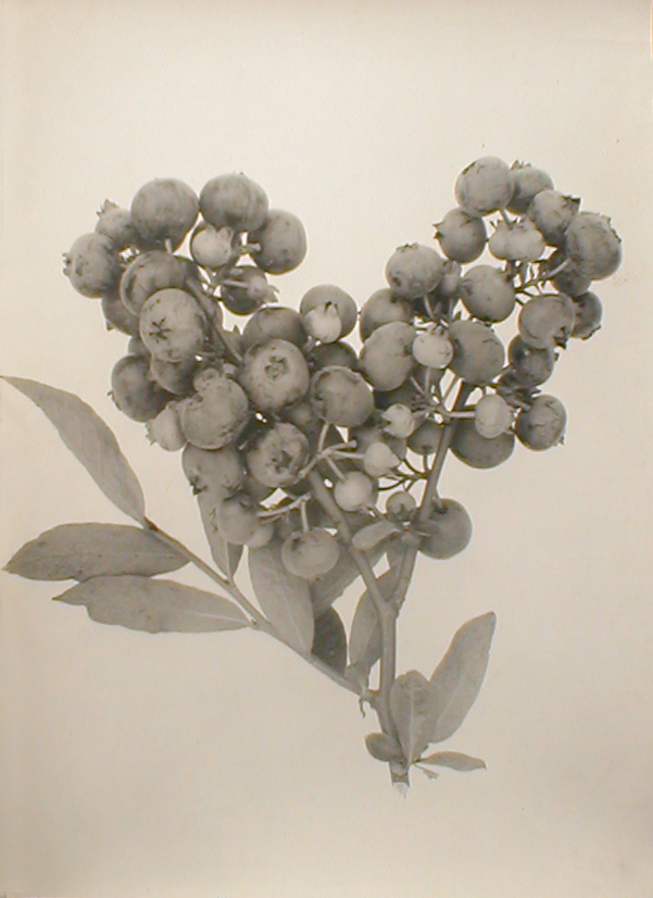 Black and white image of blueberries on branch