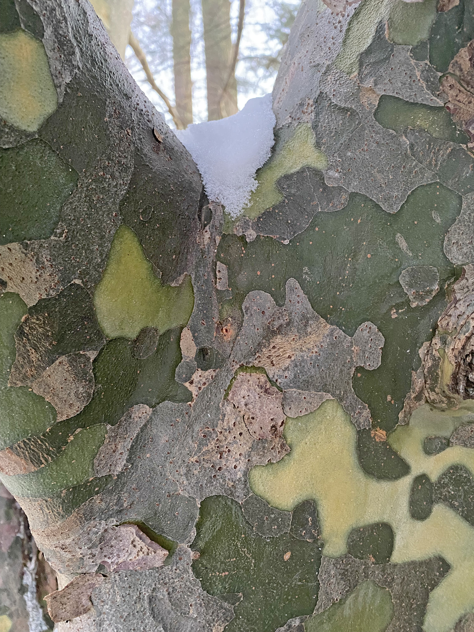 Close-up of bark on lacebark pine 566-79*C on Peters Hill.