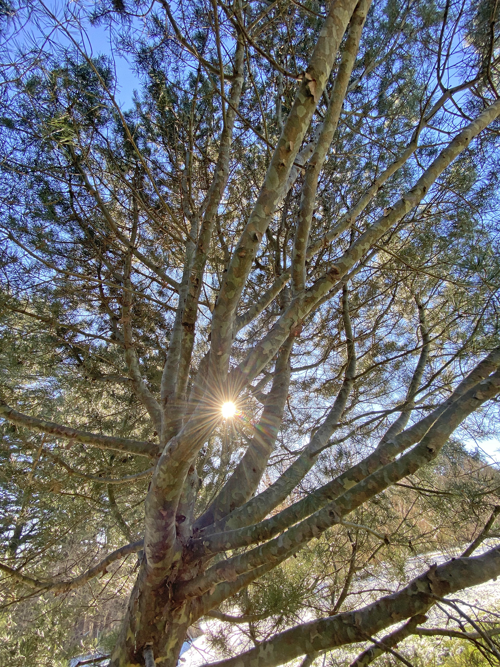 Sun shines through the canopy of lacebark pine 466-80*A in the Explorers Garden.