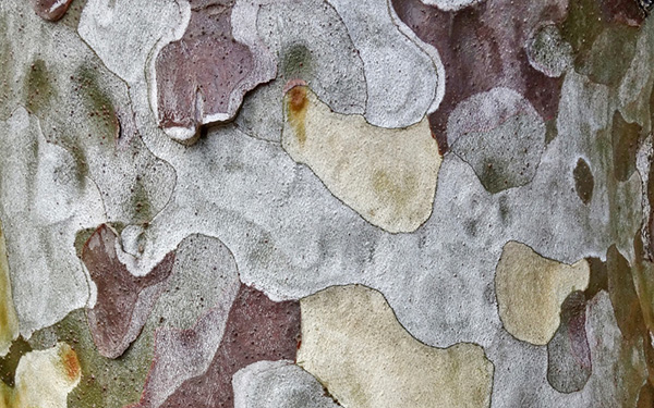Bark of lacebark pine 663-49*C, the Arboretum's oldest example of the species located off Conifer Path.